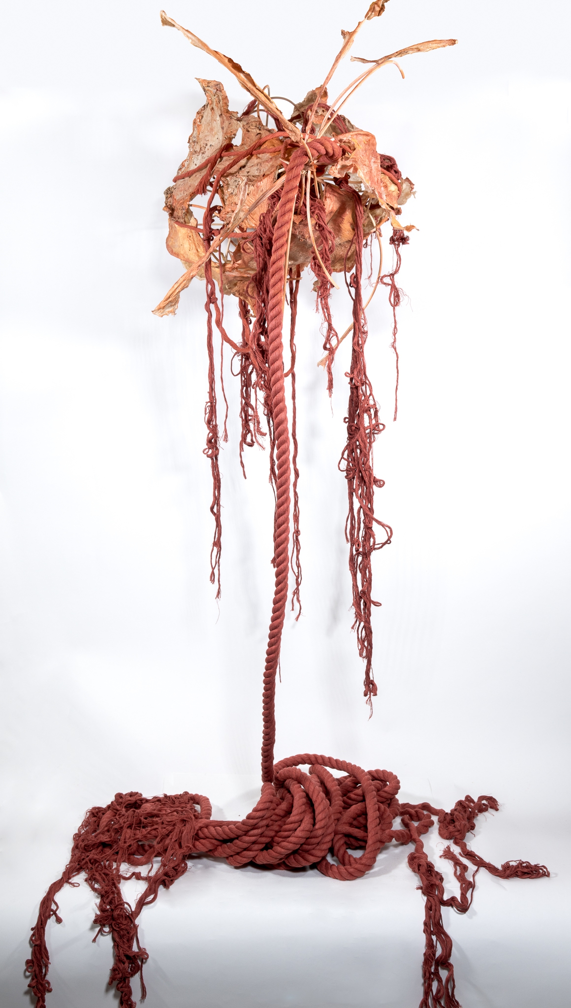 Click here to view Kate Spicebush by Robin Jourdan
